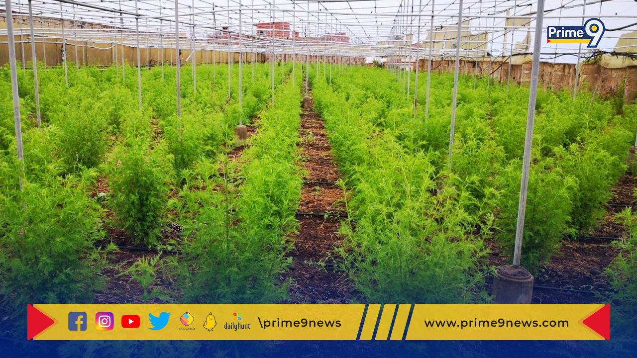 Anti Malarial Plant-Artemisia: భారత్ లో పెరుగుతున్న ‘ఆర్టెమిసియా’సాగు