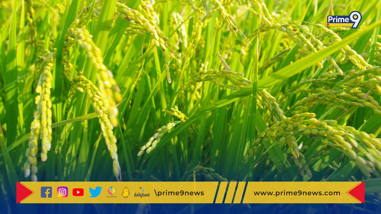 Paddy cultivation: దేశ వ్యాప్తంగా 17.4 శాతం తగ్గిన వరిసాగు