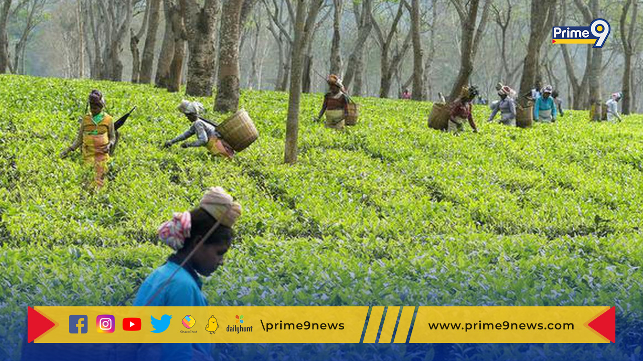Assam tea garden land: తేయాకుతోటల భూమిలో ఐదు శాతం ఇతరపంటలసాగు అస్సాం ప్రభుత్వం నిర్ణయం
