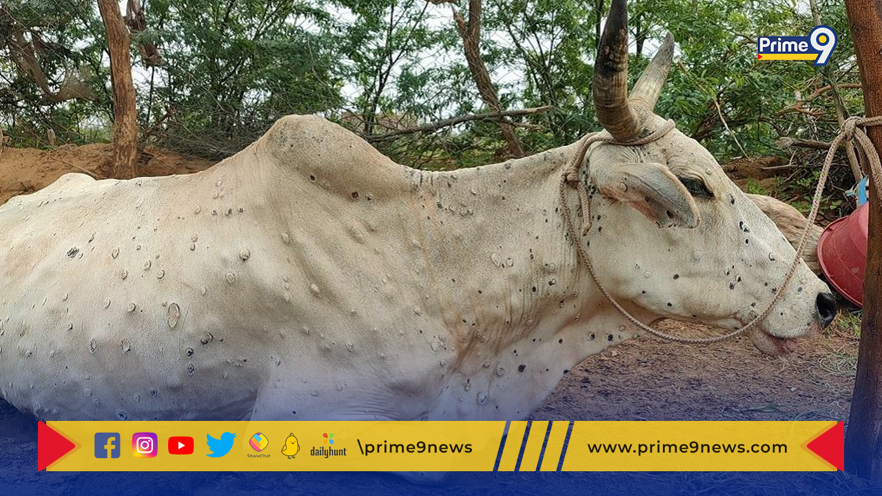 Rajasthan Lumpy disease outbreak: రాజస్థాన్‌లో చర్మవ్యాధి కలకలం.. 2,500 పైగా పశువుల మృతి