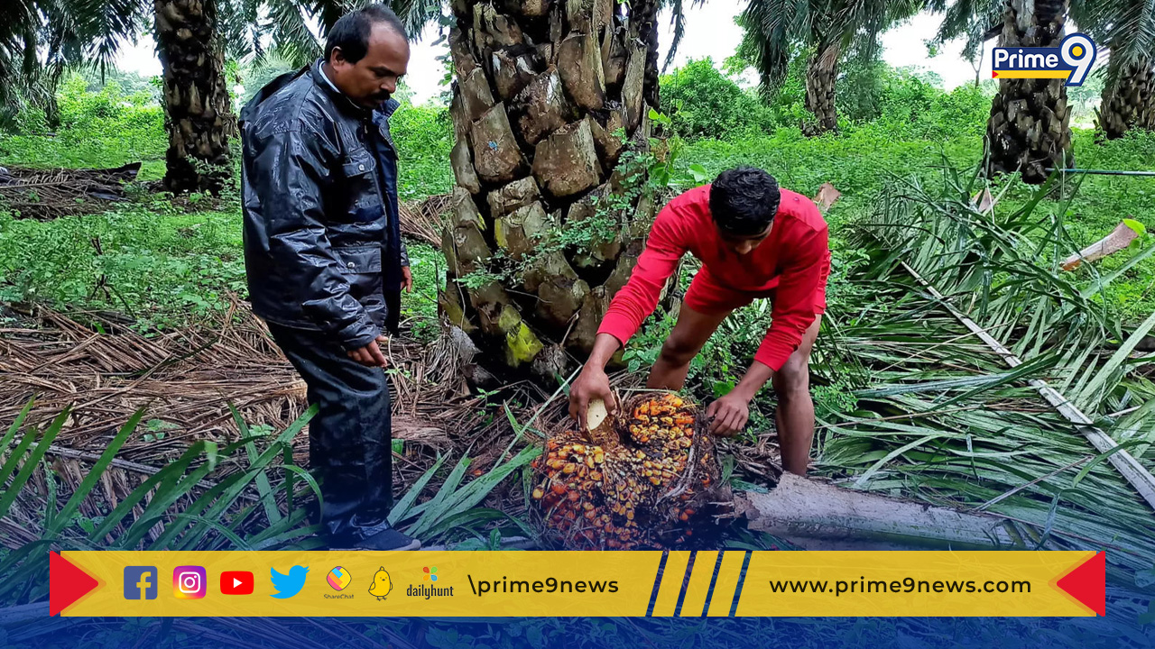 Oil Palm Cultivation: ఈశాన్య రాష్ట్రాల్లో ఆయిల్ పామ్ సాగుకు గోద్రెజ్ అగ్రోవెట్ ఒప్పందం