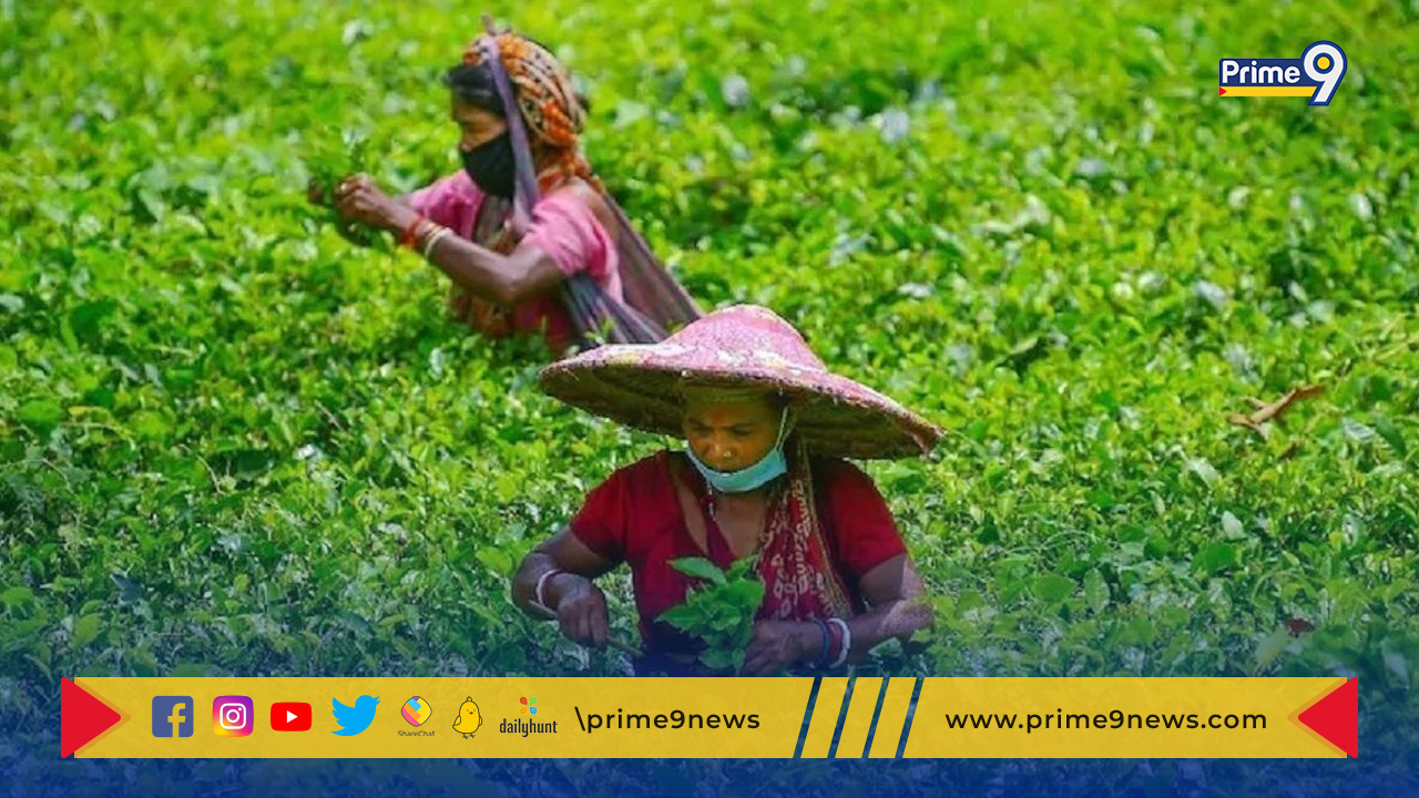 Tea exports: ఏడు శాతం పెరిగిన టీ ఎగుమతులు
