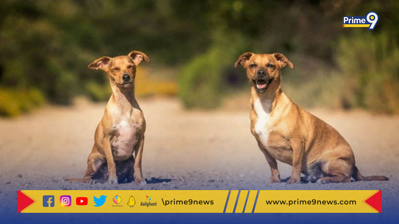 Stray Dogs In Gujarat: వీధికుక్కలకు రూ5 కోట్ల ఖరీధైన భూమి