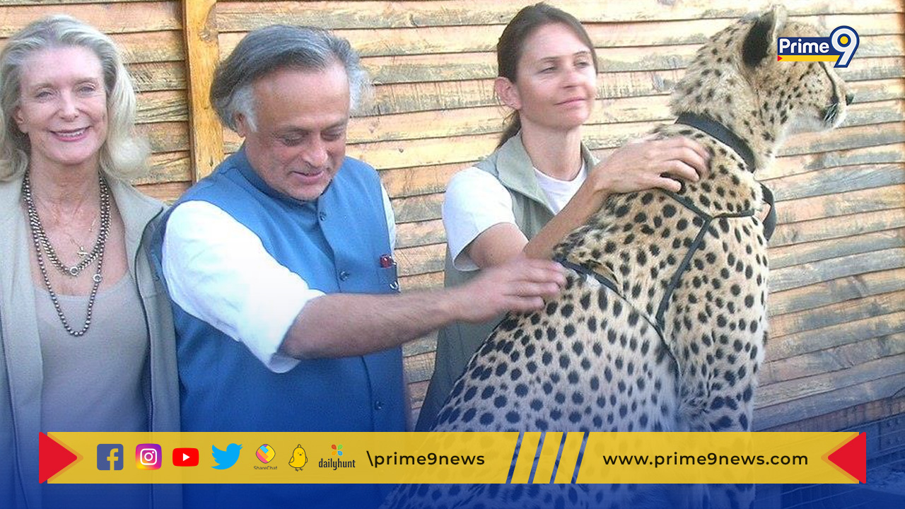 Project Cheetah: ‘ప్రాజెక్ట్ చిరుత’ క్రెడిట్ మాదే.. కాంగ్రెస్