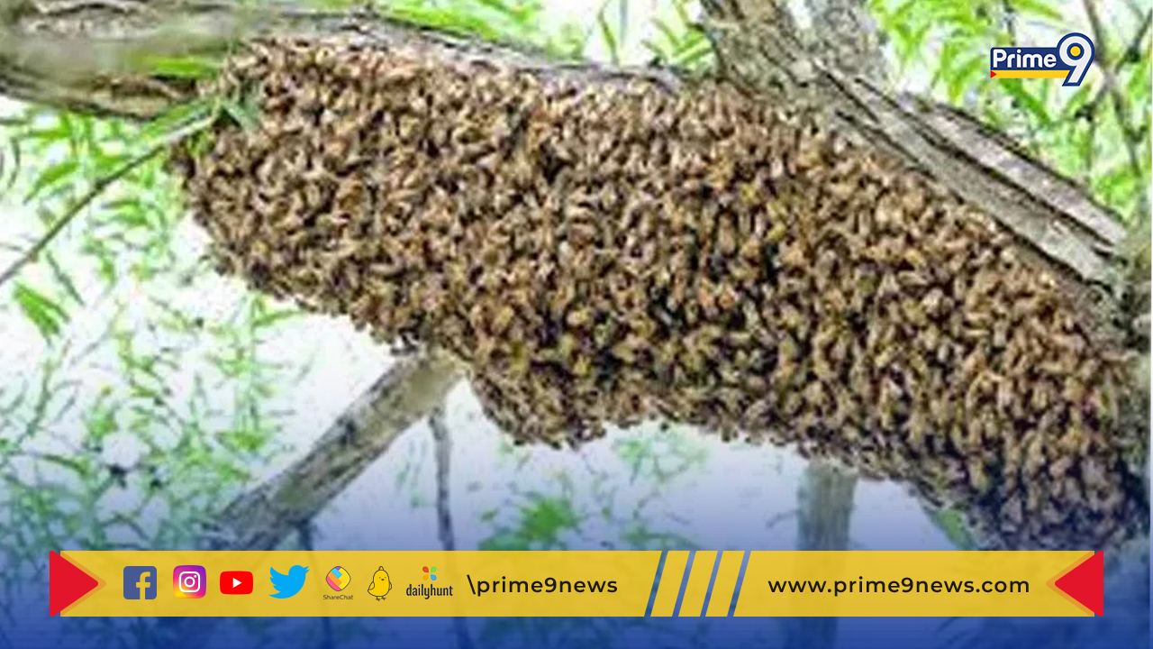 Bee Attack: తేనెటీగల దాడి.. ఒకరి మృతి