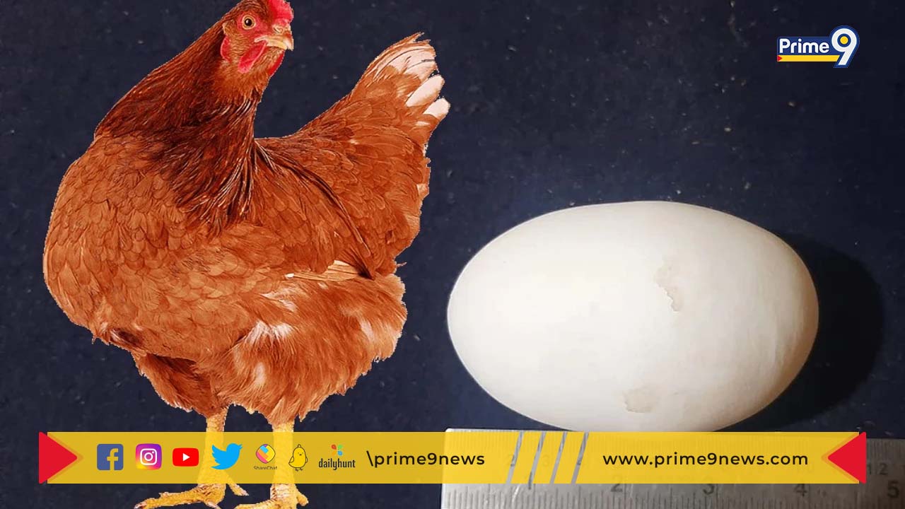 Biggest Egg: దేశంలోనే అతిపెద్ద కోడిగుడ్డు.. బరువు 210 గ్రాములు