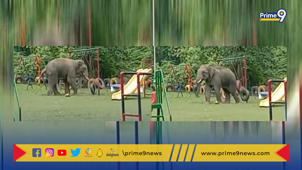 Elephant Viral Video: పార్కులో ఏనుగు భలే ఆడుతుందిగా !