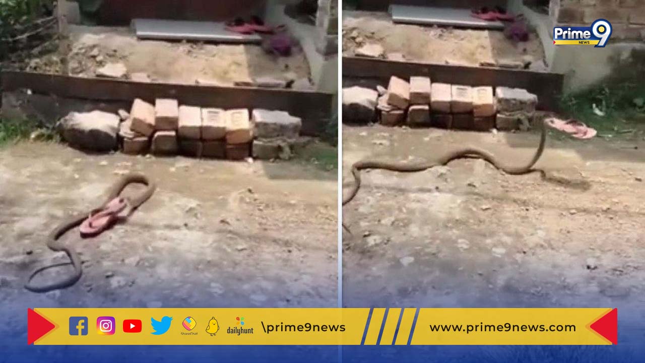 Snake moves with slippers: కాలిచెప్పును పట్టుకుపోయిన పాము