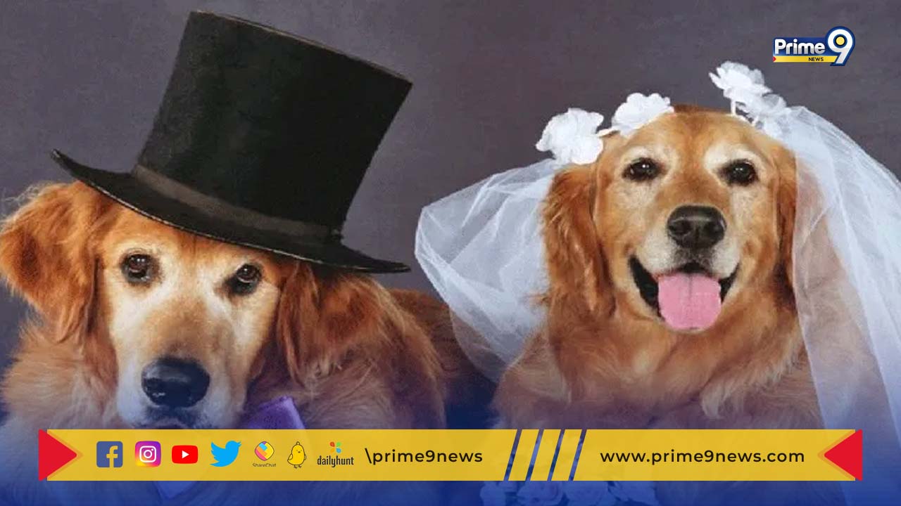 Dog Wedding: ప్రతి కుక్కకీ ఓ రోజు వస్తుందంటే ఇదేనేమో.. కుక్కల కళ్యాణం