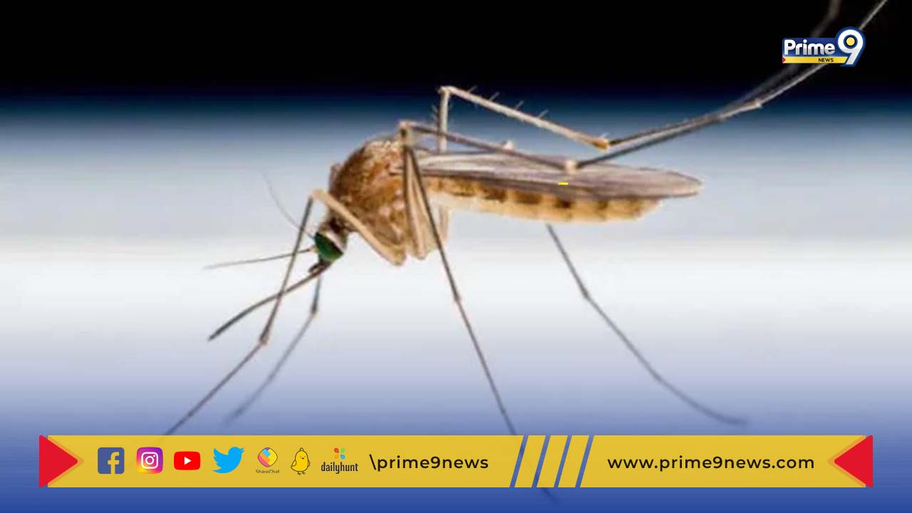 Zika virus : కర్ణాటకలో ఐదేళ్ల బాలికకు జికా వైరస్