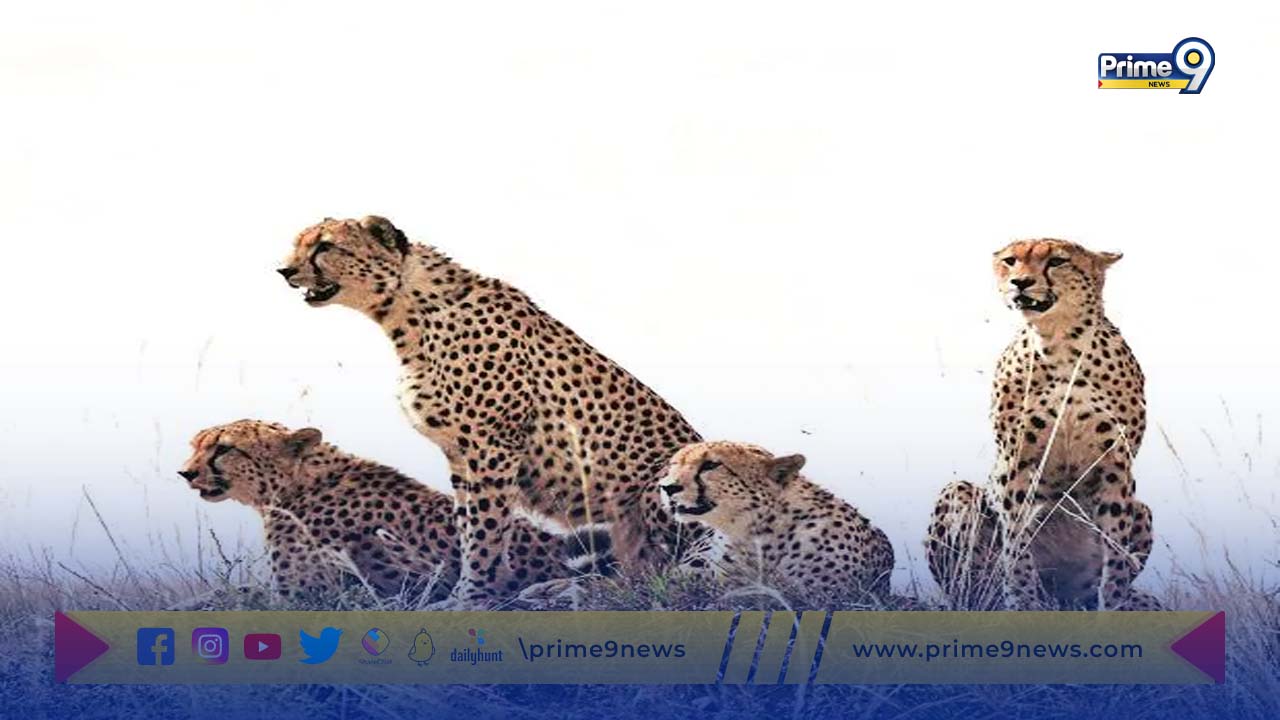 Cheetahs: దక్షిణాఫ్రికా నుండి రానున్న మరో 12 చిరుతలు