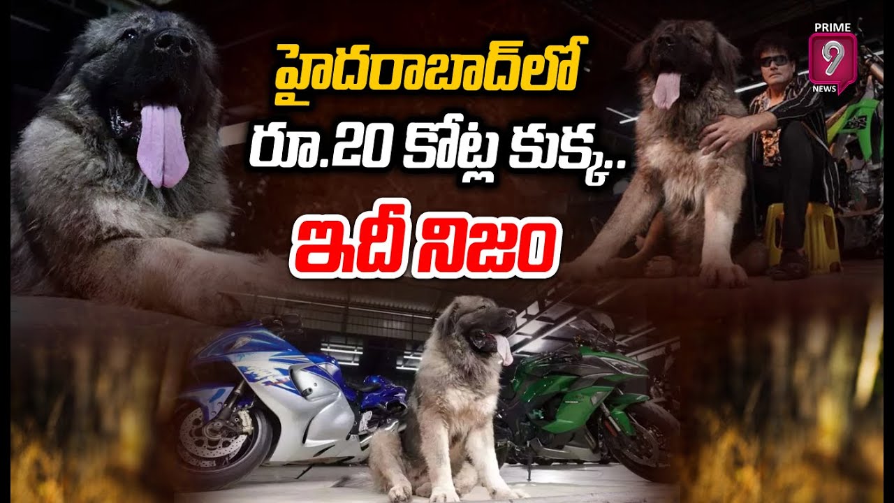 Hyderabad Costly Dog: హైదరాబాద్‌లో రూ. 20 కోట్ల విలువైన కుక్క.. ఇందులో నిజమెంత..?