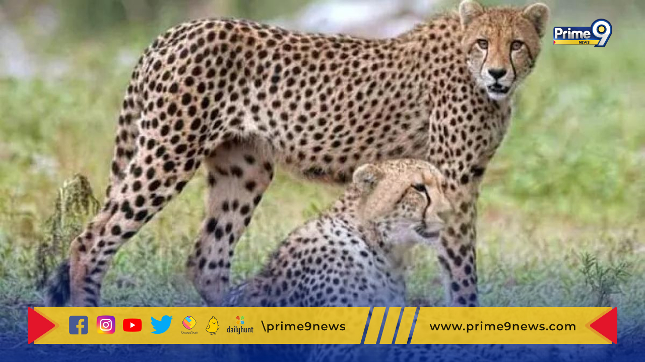 cheetahs: ఫిబ్రవరి 18న భారత్ కు రానున్న మరో 12 చిరుతలు
