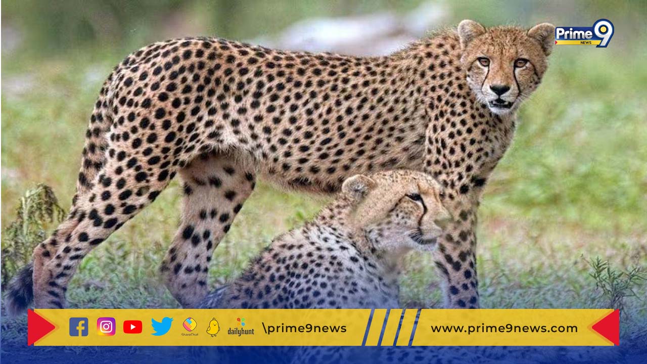 Cheetahs: దక్షిణాఫ్రికా నుంచి భారత్ కు 12 చీతాలు.. కునో నేషనల్ పార్కులోకి విడుదల