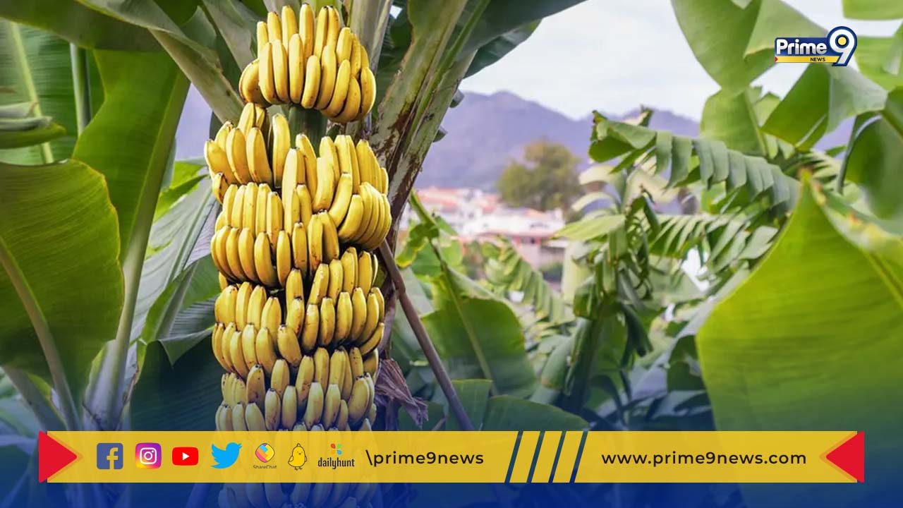 Banana cultivation: అరటి సాగులో రకాలు.. ఈ మెళకువలు పాటించండి