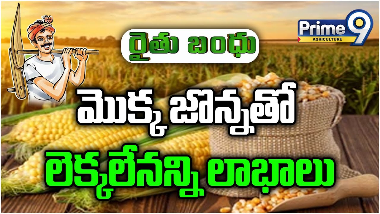 Corn Cultivation: మొక్కజొన్నతో లెక్కలేనన్ని లాభాలు