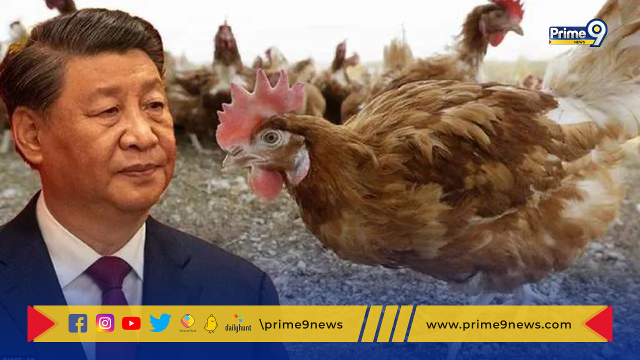 H3N8 Bird Flu: చైనాలో H3N8 బర్డ్ ఫ్లూ తో మొదటి మరణం నమోదు