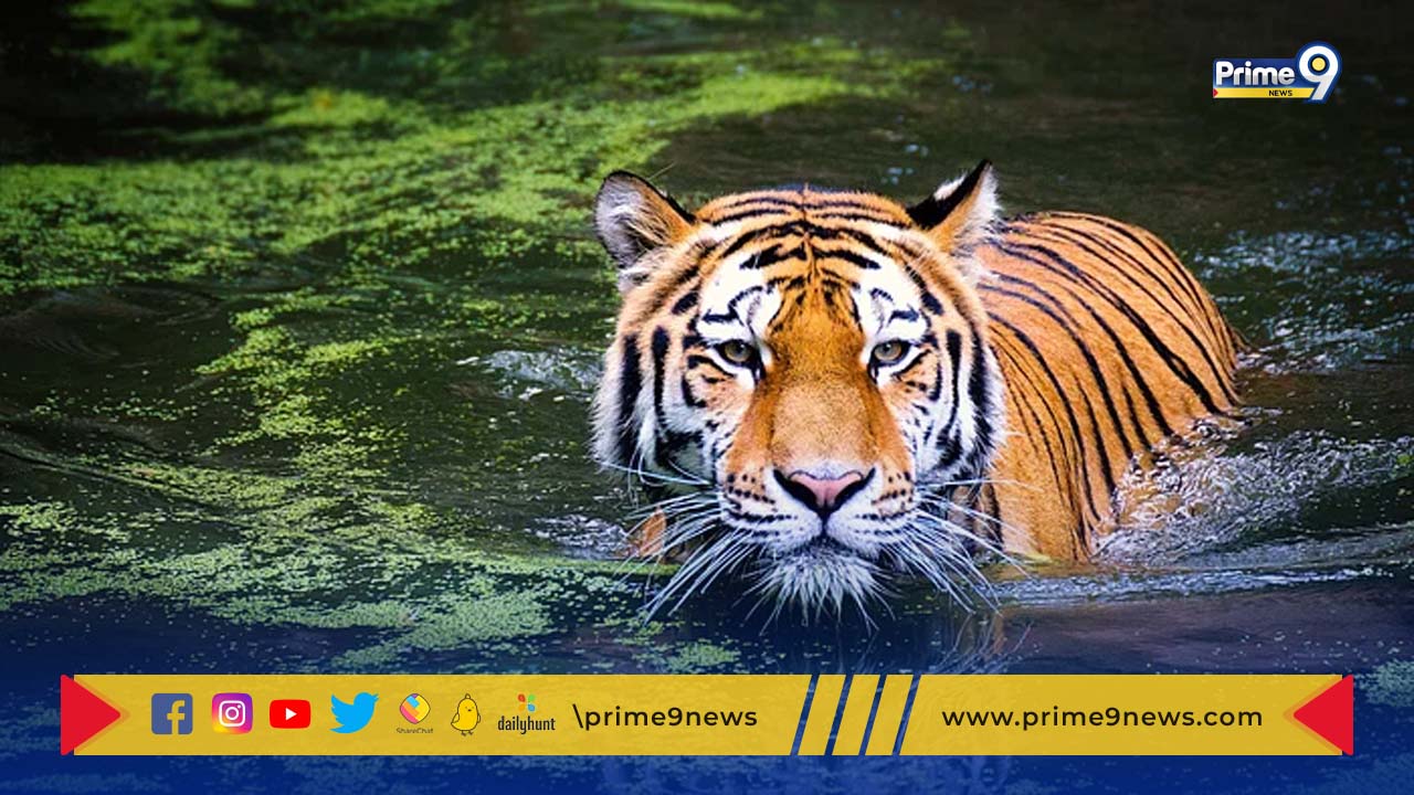 Sundarban Tiger Reserve: విస్తరణ దిశగా సుందర్‌బన్ టైగర్ రిజర్వ్‌.. ఎందుకంటే..