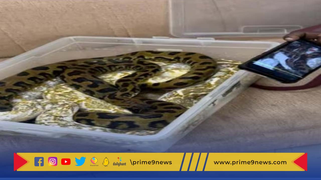 snakes: మహిళ లగేజిలో 22 పాములు, ఊసరవెల్లి..  అరెస్ట్ చేసిన చెన్నై ఎయిర్ పోర్ట్ అధికారులు