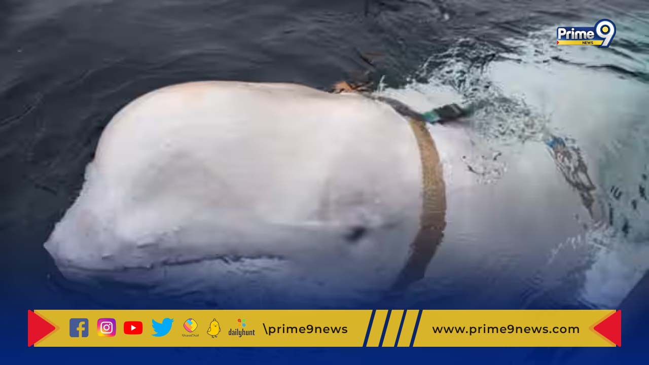 Russian spy whale: స్వీడన్ తీరంలో  రష్యాకు చెందిన గూఢచారి తిమింగలం