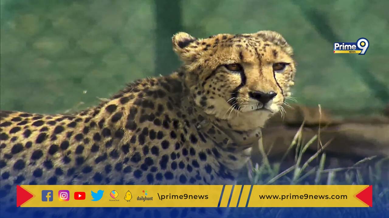 cheetah Death: కునో నేషనల్ పార్క్‌లో  కన్నుమూసిన మరో చిరుత..  మూడు నెలల్లో మూడో మరణం..