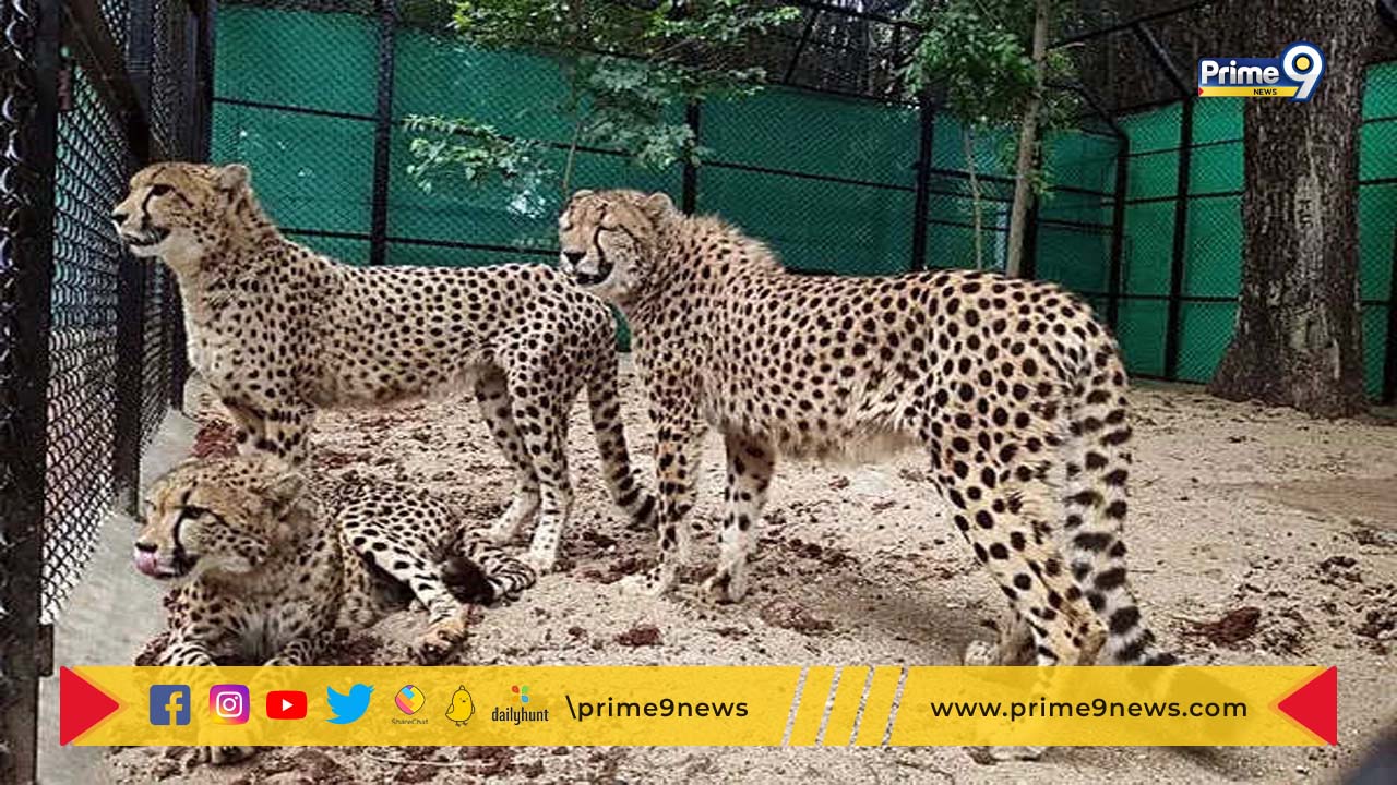 Cheetah Reintroduction project: చిరుత పునరుద్ధరణ కార్యక్రమం.. 11 మంది సభ్యుల కమిటీని ఏర్పాటు చేసిన కేంద్రం