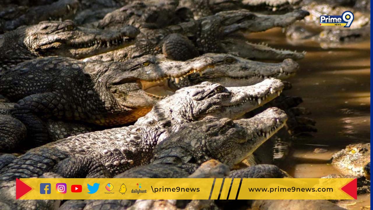crocodiles Attack: వృధ్దుడిపై దాడి చేసి ముక్కలుగా  చేసిన 40 మొసళ్లు.. ఎక్కడో తెలుసా?