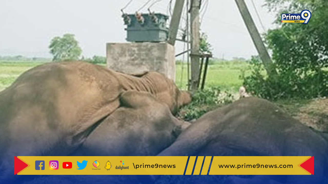 Elephants Death : చిత్తూరు జిల్లాలో వాహనం ఢీకొని మూడు ఏనుగులు మృతి