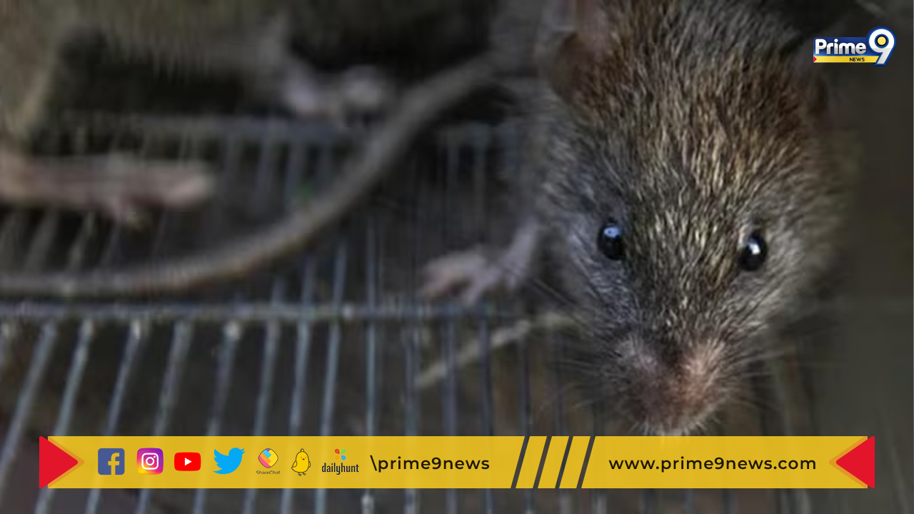 Rats saved Accused: గంజాయి కేసులో నిందితులను రక్షించిన ఎలుకలు..  ఎలాగో తెలుసా?