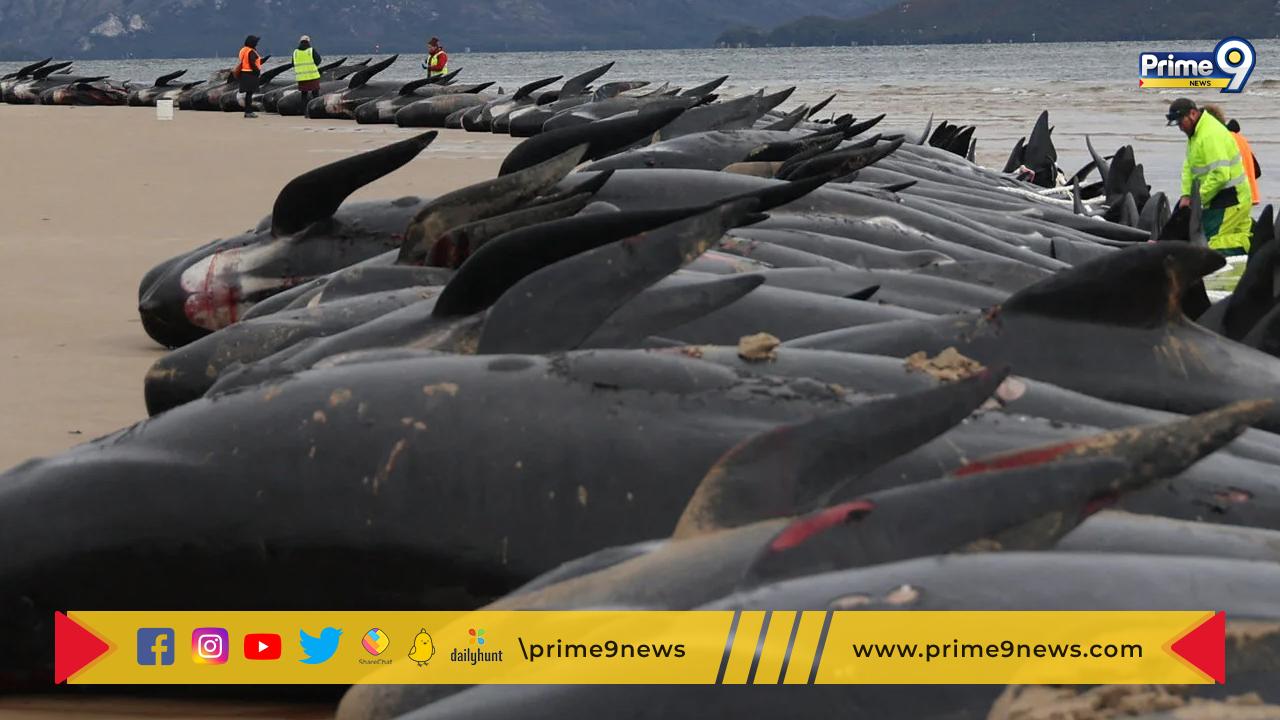 pilot whales: స్కాట్లండ్‌లోని బీచ్‌లో 50కి పైగా పైలట్ తిమింగలాల మృతి