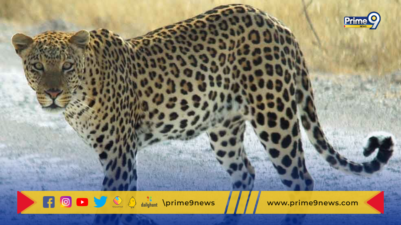 Cheetah Attack : తిరుమలలో 6 ఏళ్ల చిన్నారిపై దాడి చేసి చంపిన చిరుత.. వరుస ఘటనలతో బెంబేలెత్తుతున్న ప్రజలు
