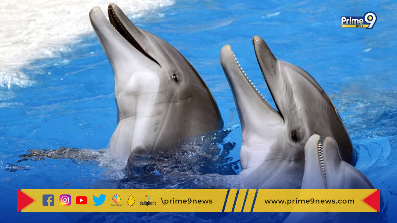 Dolphins Died: అమెజాన్ లో వారంరోజుల్లో 100 కు పైగా డాల్ఫిన్లు మృతి