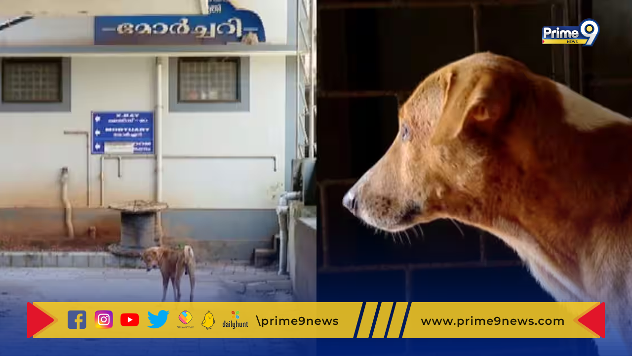 Kerala Dog:కేరళలోని కన్నూర్ జిల్లా ఆసుపత్రి మార్చురీ ముందు నాలుగు నెలలుగా  వేచిచూస్తున్న  కుక్క.. ఎవరికోసమో తెలుసా?
