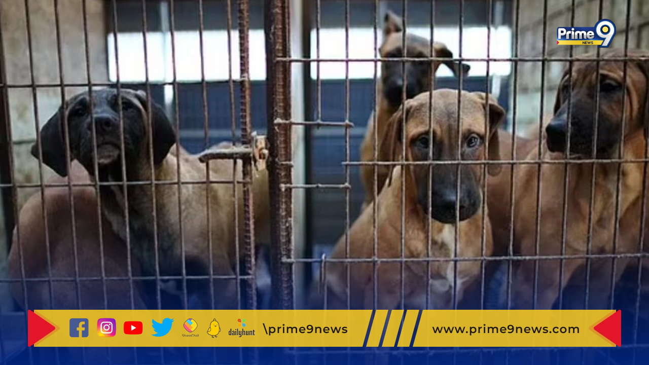 Dog Meat: కుక్క మాంసం వినియోగాన్ని నిషేధించిన  దక్షిణ కొరియా