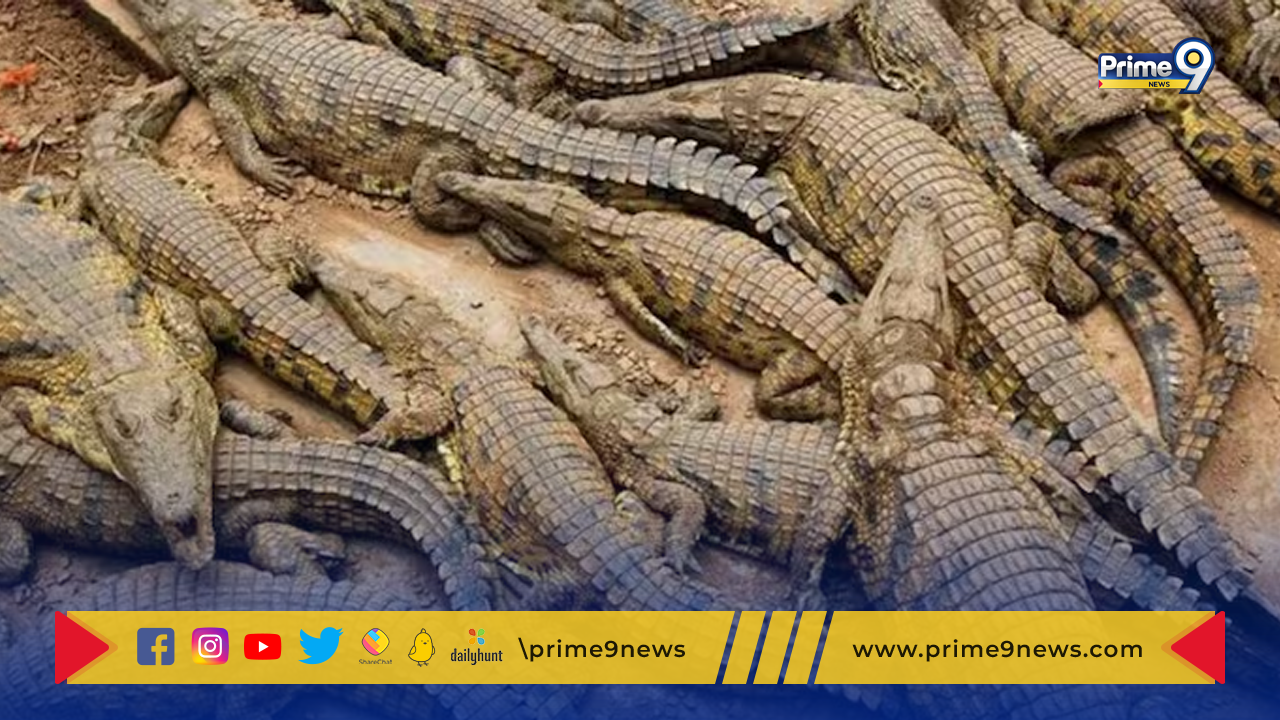Crocodiles Crawl into Cities: భారీ వర్షాలతో ఉత్తర మెక్సికో  నగరాల్లోకి  చేరిన 200 మొసళ్లు